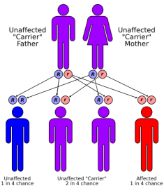 Cystic Fibrosis Carrier graphic