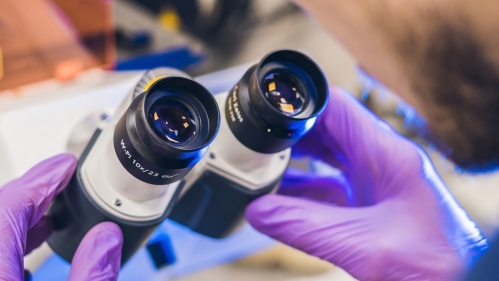 A researcher looks into a microscope eyepiece