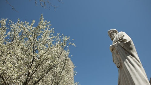 A statue of Hippocrates stands on campus against a blue sky with tree blossoms in the background