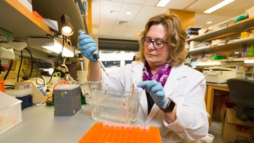 A researcher works with pipettes at a bench in a lab