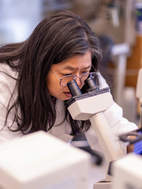 A researcher looks into a microscope in a lab